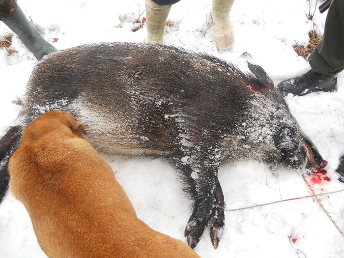 Picture 005 - vanatoare padure