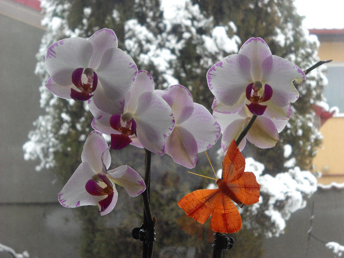 30.dec.011 - Orhideea - Phalaenopsis-Cambria