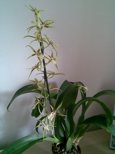 29 dec 2011 - BRASSIA