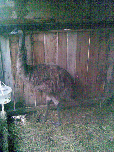 Image014 - struti emu