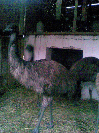 Image015 - struti emu