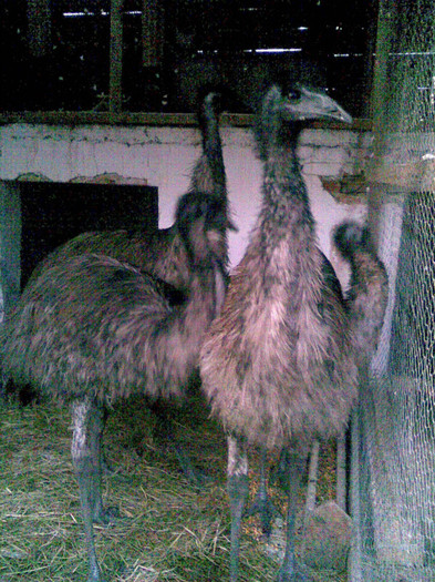 Image020 - struti emu