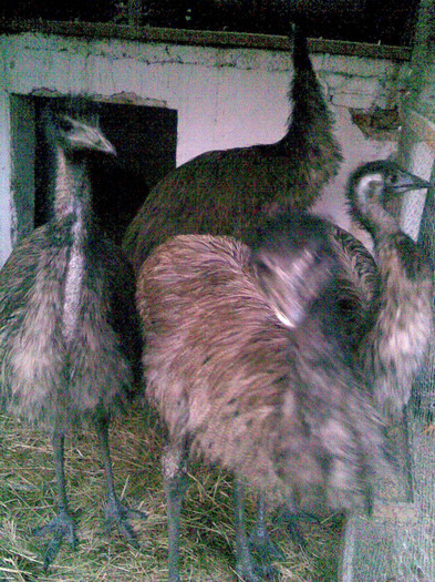 Image021 - struti emu