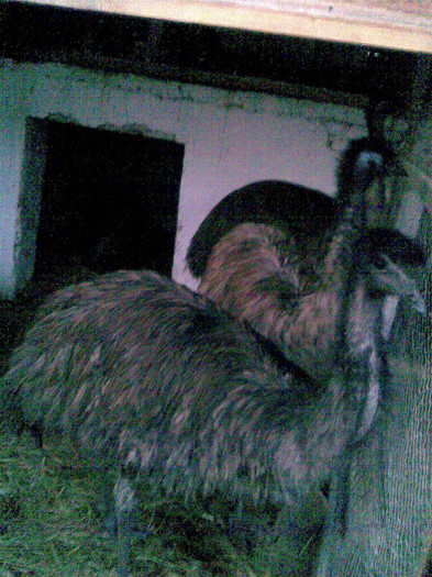 Image024 - struti emu