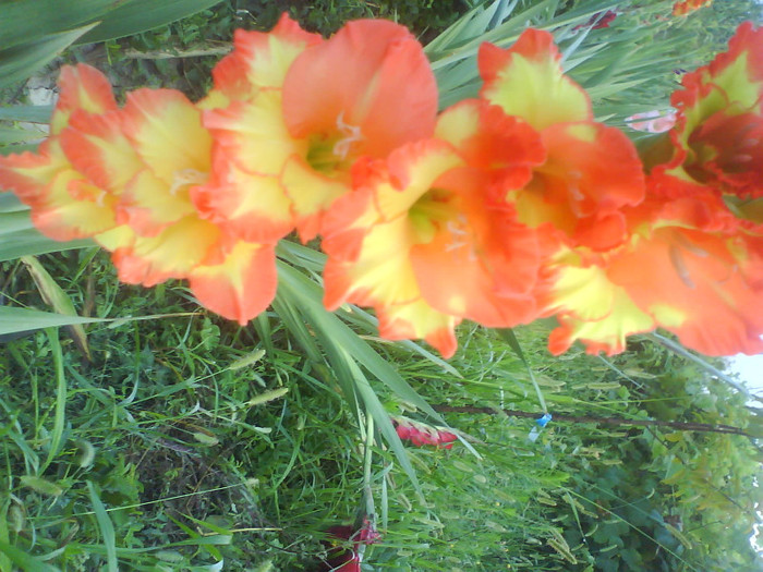 DSC02700 - gladiole de vanzare