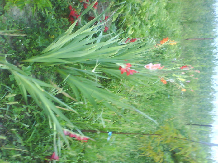 DSC02701 - gladiole de vanzare