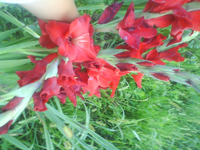 DSC02702 - gladiole de vanzare