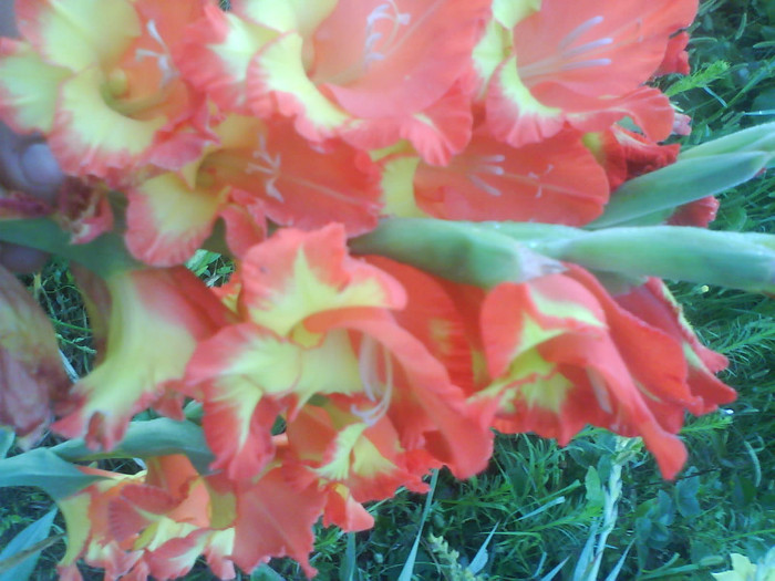 DSC02705 - gladiole de vanzare