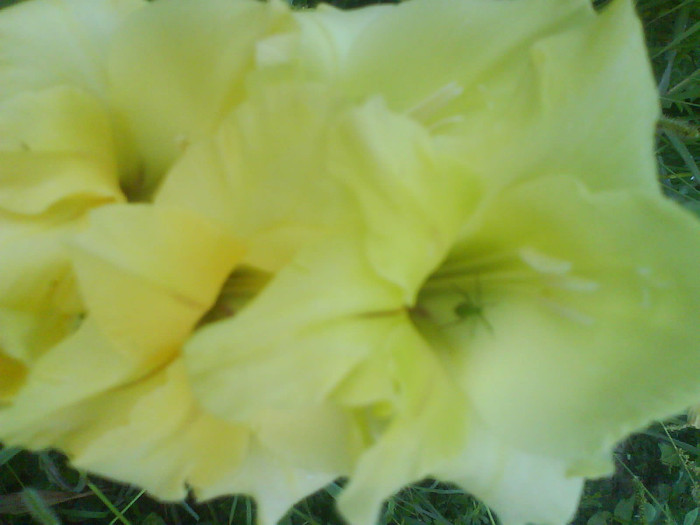 DSC02706 - gladiole de vanzare