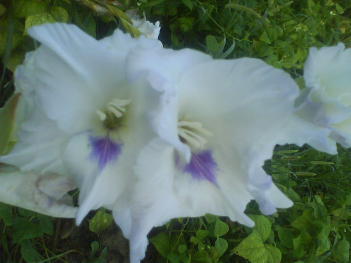 DSC02707 - gladiole de vanzare