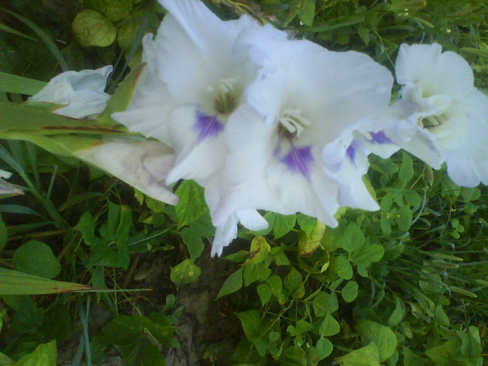 DSC02708 - gladiole de vanzare