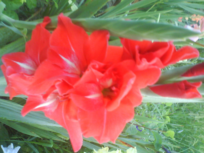 DSC02711 - gladiole de vanzare