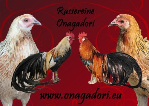 aici gasiti aceasta rasa