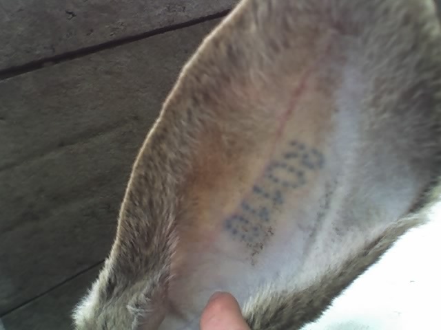 Tatuajul Femelei - pereche urias gri german 6 luni cu pedigree
