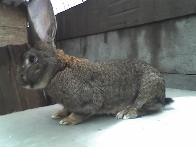 Mascul Urias GRi German