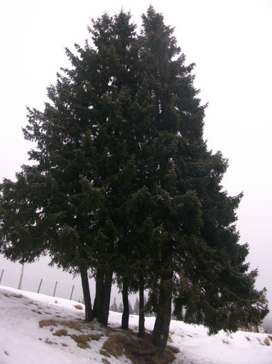 poze 675