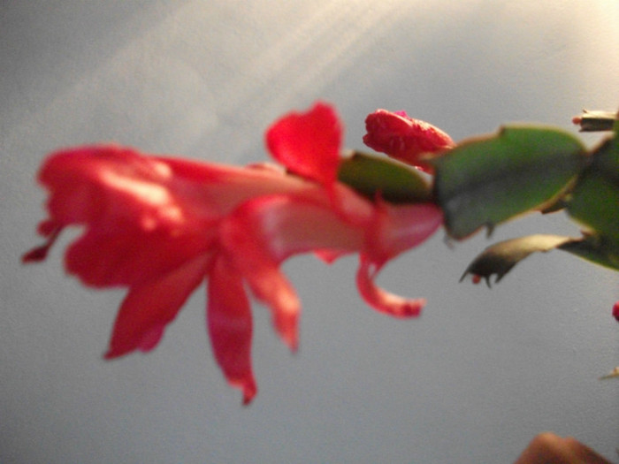 poze 579 - Craciunite decembrie