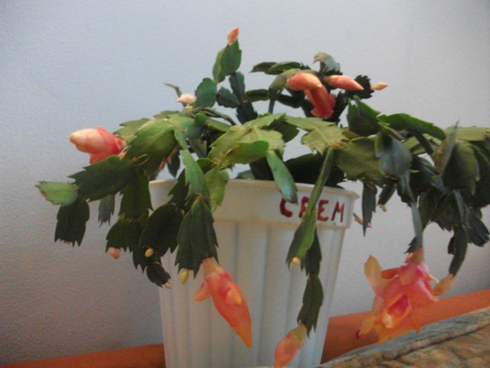 poze 565 - Craciunite decembrie