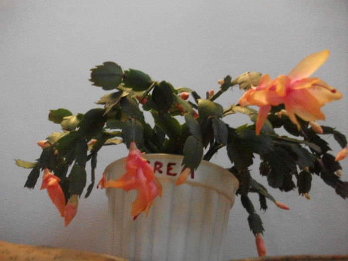 poze 566 - Craciunite decembrie