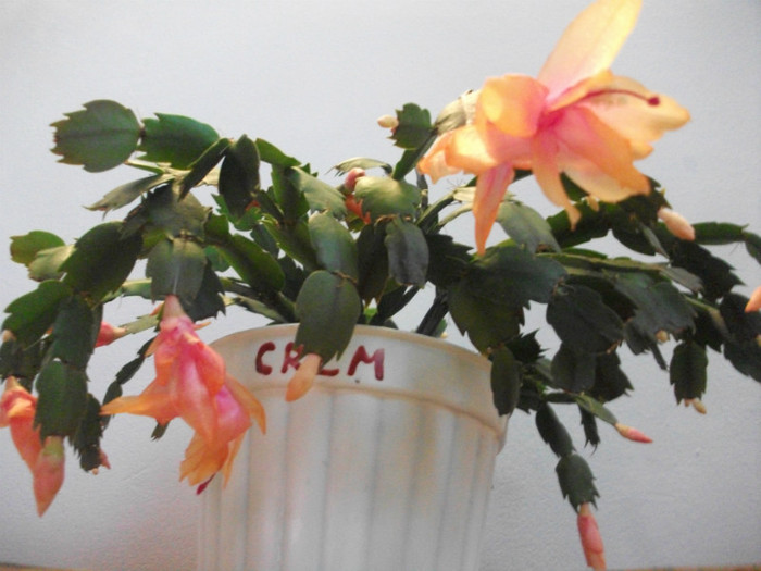 poze 567 - Craciunite decembrie