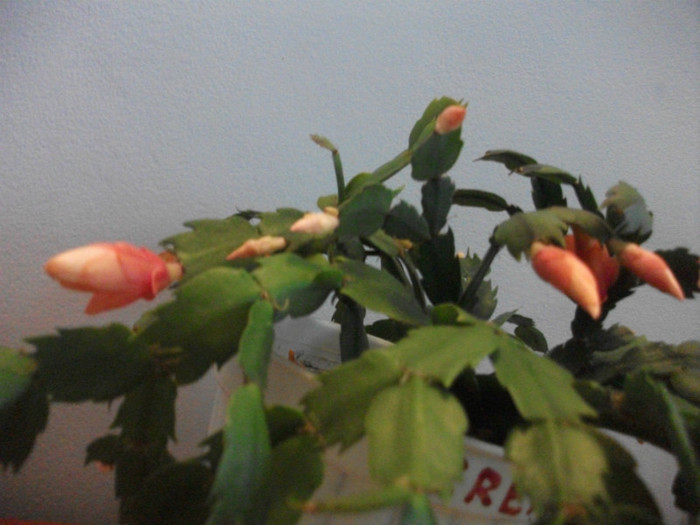 poze 570 - Craciunite decembrie