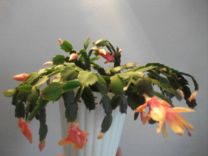 poze 572 - Craciunite decembrie