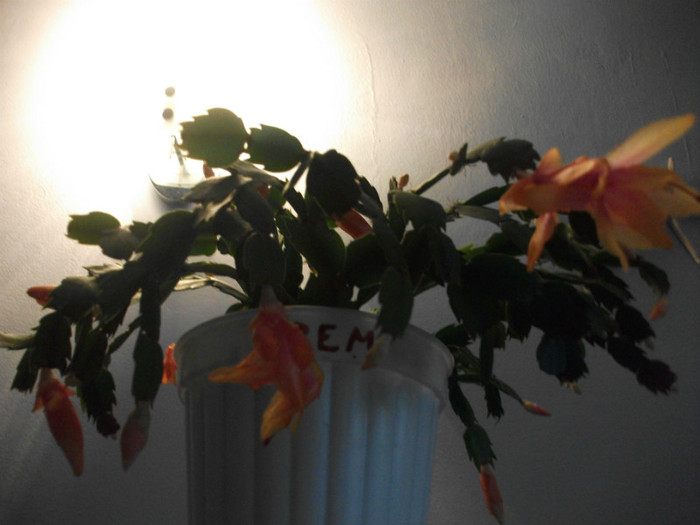 poze 574 - Craciunite decembrie