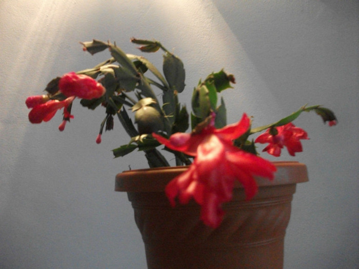 poze 576 - Craciunite decembrie