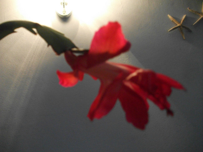 poze 578 - Craciunite decembrie