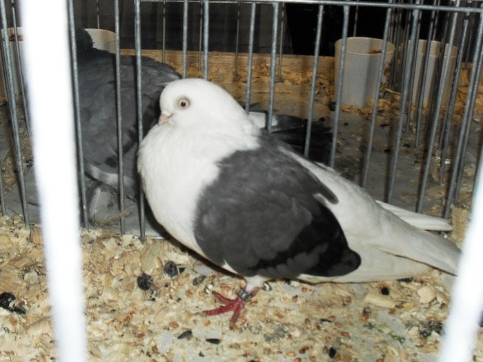 SDC12608
