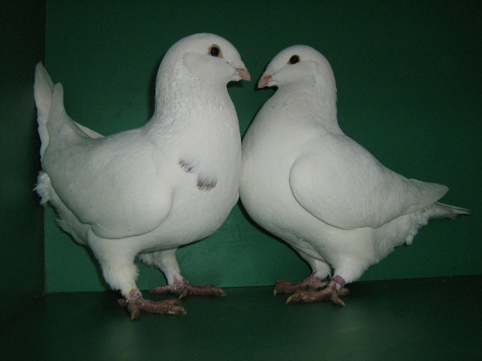 IMG_0583 - Porumbei americani 2012