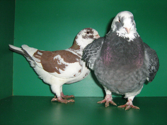 IMG_0418 - Porumbei americani 2012