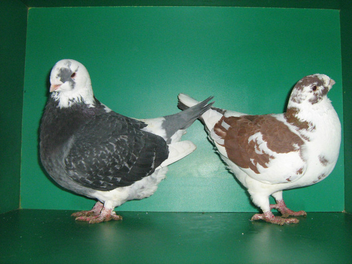 IMG_0420 - Porumbei americani 2012