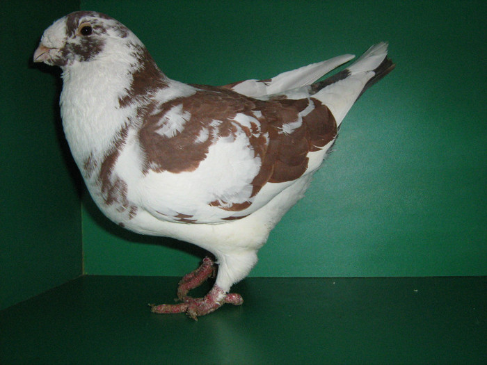 IMG_0423 - Porumbei americani 2012