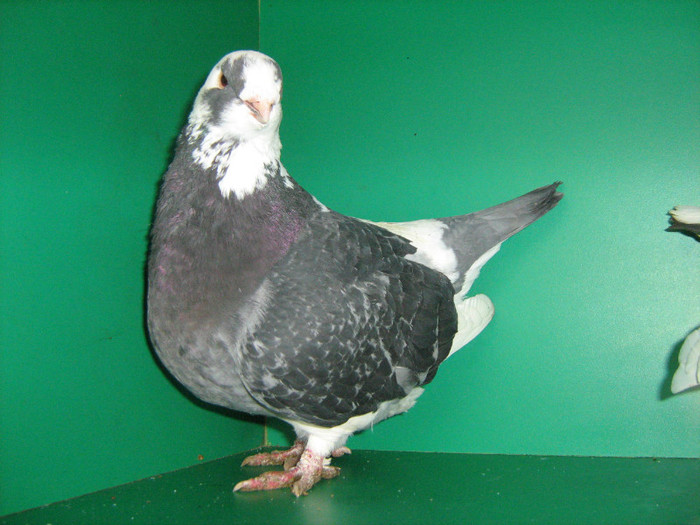 IMG_0430 - Porumbei americani 2012