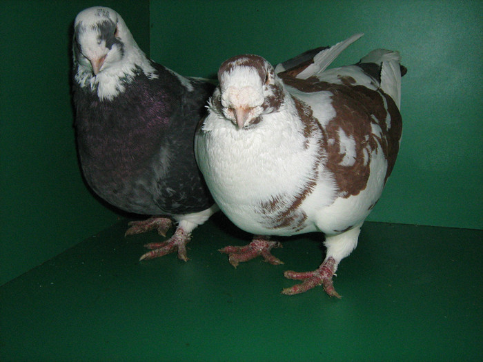 IMG_0432 - Porumbei americani 2012