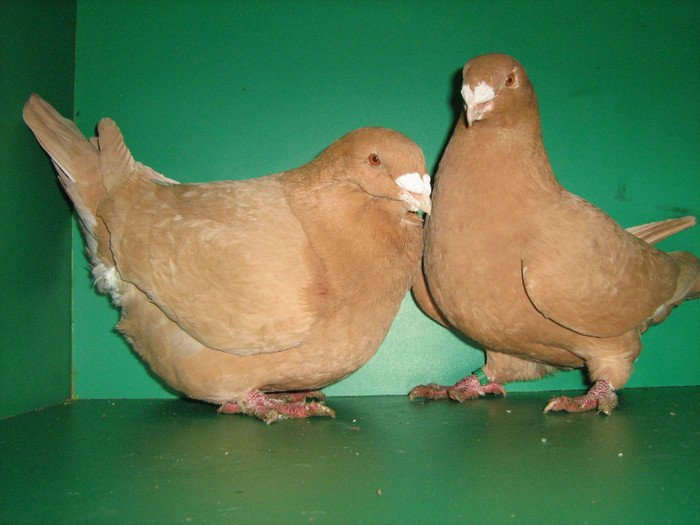 IMG_0437 - Porumbei americani 2012
