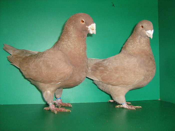 IMG_0444 - Porumbei americani 2012