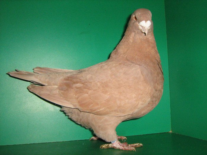 IMG_0446 - Porumbei americani 2012