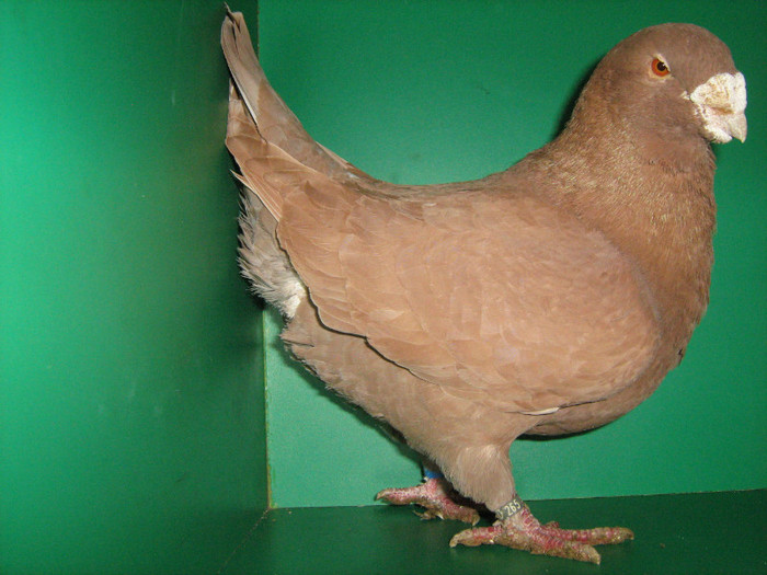 IMG_0448 - Porumbei americani 2012