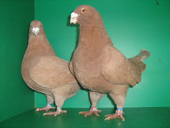 IMG_0450 - Porumbei americani 2012