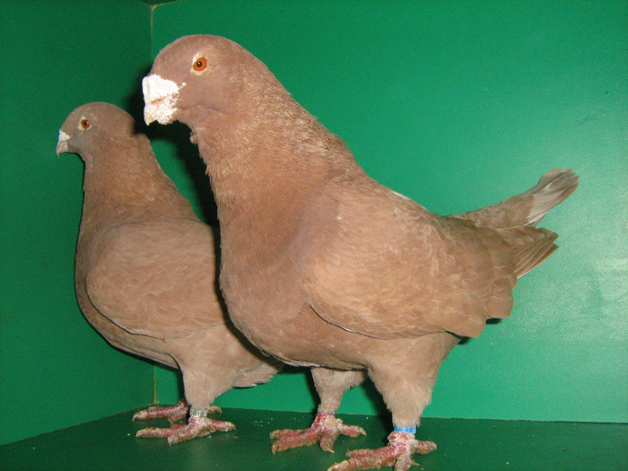 IMG_0451 - Porumbei americani 2012
