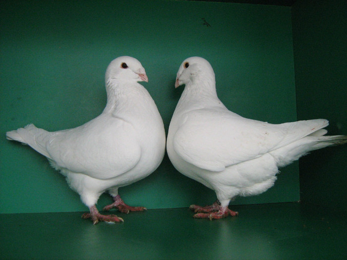 IMG_0456 - Porumbei americani 2012