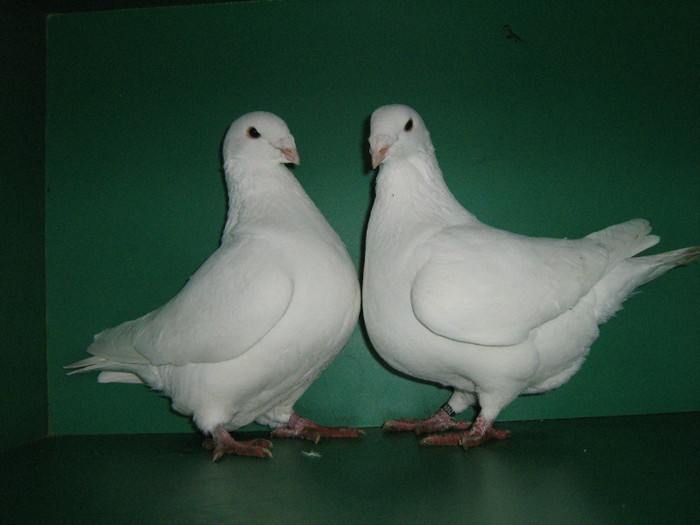IMG_0458 - Porumbei americani 2012