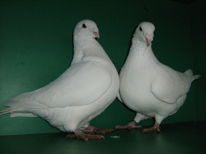 IMG_0459 - Porumbei americani 2012