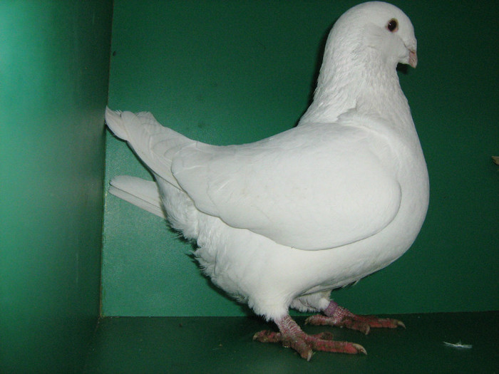 IMG_0462 - Porumbei americani 2012