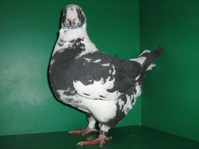 IMG_0467 - Porumbei americani 2012