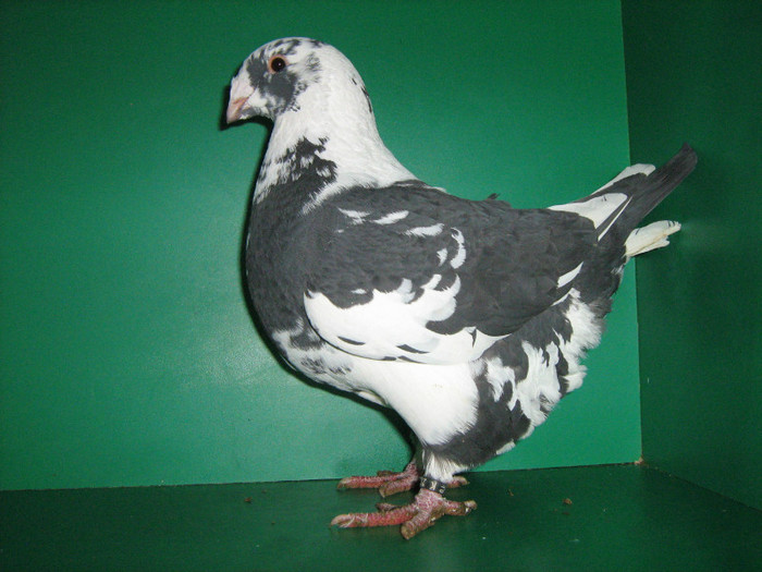 IMG_0468 - Porumbei americani 2012