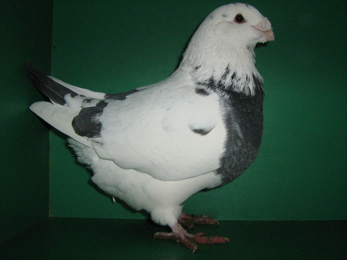 IMG_0476 - Porumbei americani 2012