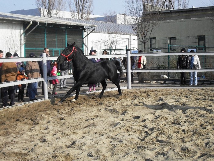 SDC12713 - EXPO GALATI 2011